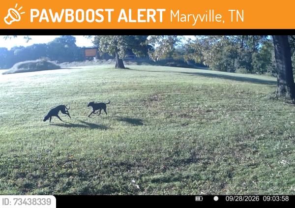 Found/Stray Unknown Dog last seen Near Hwy South near Springview Baptist, Maryville, TN 37804