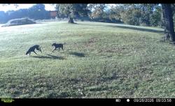 Found/Stray Unknown Dog last seen Near Hwy South near Springview Baptist, Maryville, TN 37804