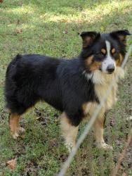 Reunited Male Dog last seen George York road/old liberty road/w.o.w road, Asheboro, NC 27203