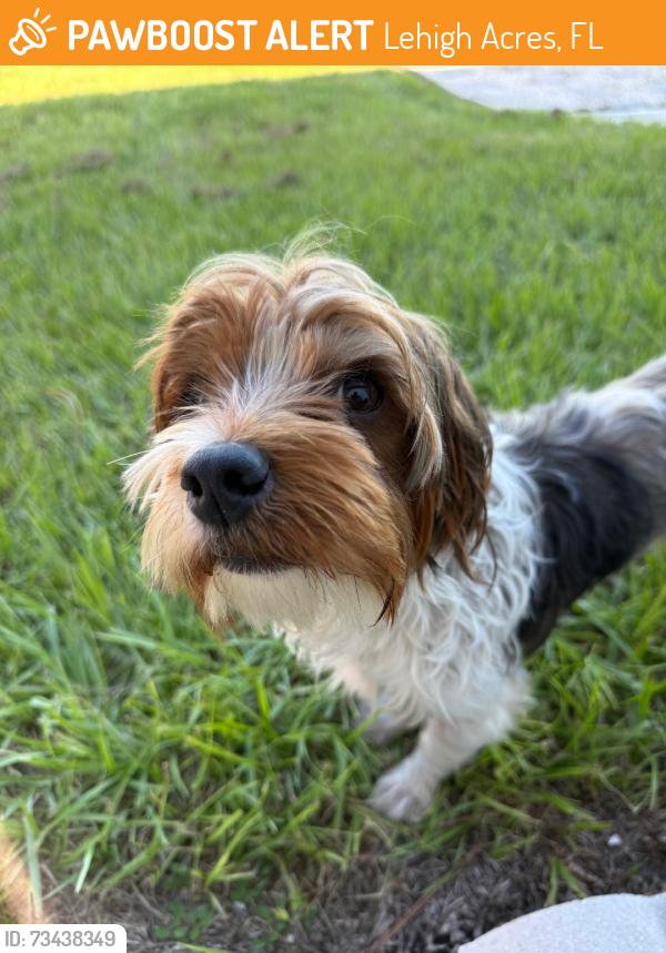 Found/Stray Male Dog last seen Close to Joel St, Lehigh Acres, FL 33974
