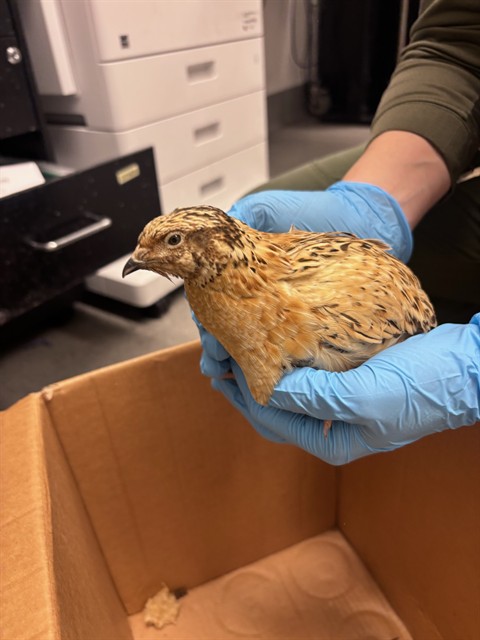 Shelter Stray Unknown Bird last seen 43RD X JUDAH, 1419 Bryant St, San Francisco, CA 94103, USA