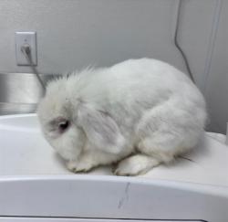 Shelter Stray Unknown Other last seen POINT LOBOS X EL CAMINO DEL MAR, 1419 Bryant St, San Francisco, CA 94103, USA