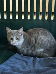 Found/Stray Unknown Cat last seen Carrousel Dr S, Reynoldsburg, OH 43068
