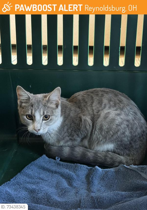 Found/Stray Unknown Cat last seen Carrousel Dr S, Reynoldsburg, OH 43068