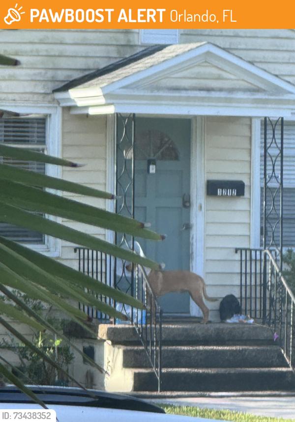 Found/Stray Unknown Dog last seen Roaming hse to hse, spotted at 1212 W Smith St at 8:54 am., Orlando, FL 32804