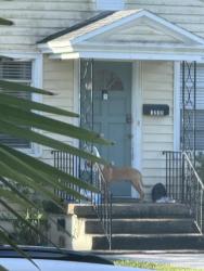 Found/Stray Unknown Dog last seen Roaming hse to hse, spotted at 1212 W Smith St at 8:54 am., Orlando, FL 32804