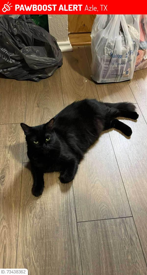 Lost Female Cat last seen Gary Drive, Kimbrough Drive, Azle, TX 76020