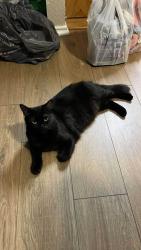 Lost Female Cat last seen Gary Drive, Kimbrough Drive, Azle, TX 76020