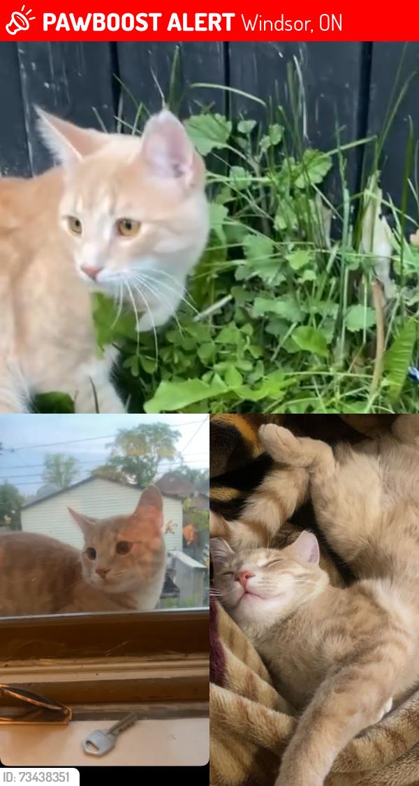 Lost Male Cat last seen Erie and elsmere ave, Windsor, ON 48207