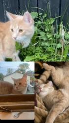 Lost Male Cat last seen Erie and elsmere ave, Windsor, ON 48207