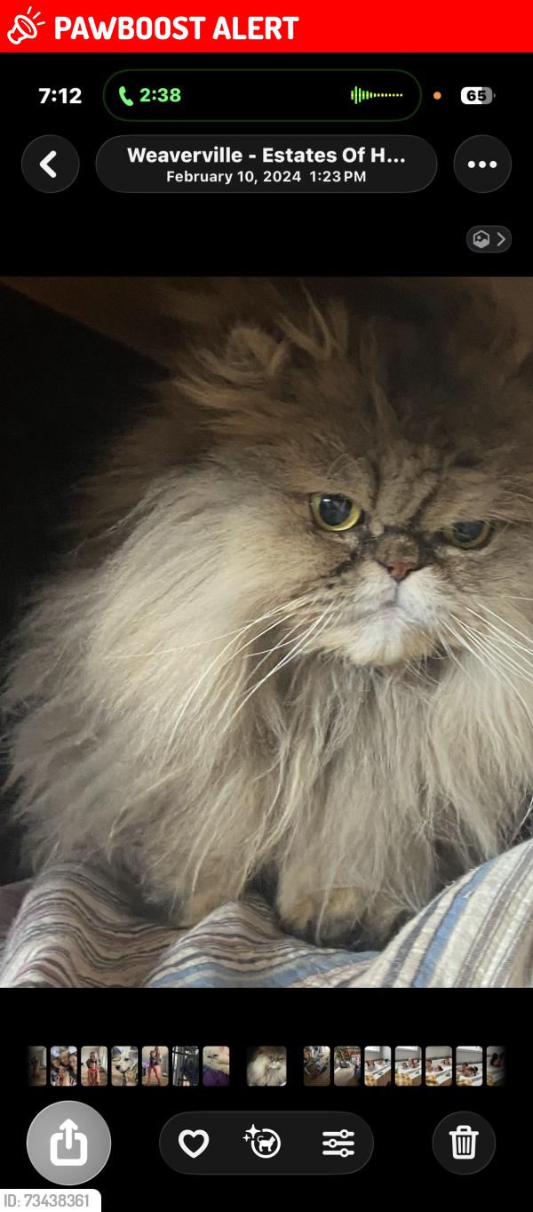Lost Female Cat last seen Where the fork goes to the right on IV Hill Road and turns into Hobson branch if you go straight, Buncombe County, NC 28787
