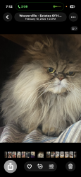 Lost Female Cat last seen Where the fork goes to the right on IV Hill Road and turns into Hobson branch if you go straight, Buncombe County, NC 28787