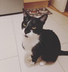 Reunited Male Cat last seen CB3 0ZF, Cambridgeshire, England CB3 0ZF