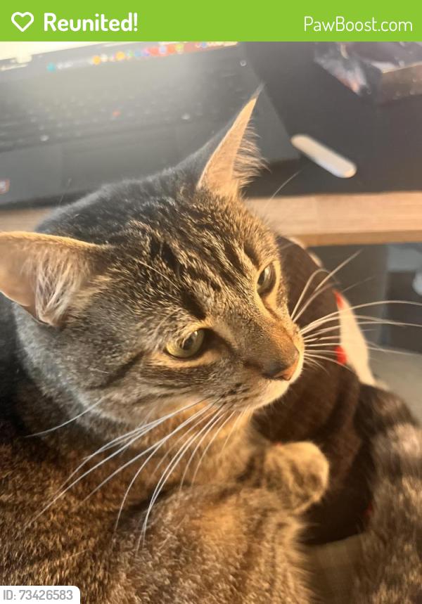 Reunited Male Cat last seen Virginia Ave by the Chesapeake Bay, Earleville, MD 21919