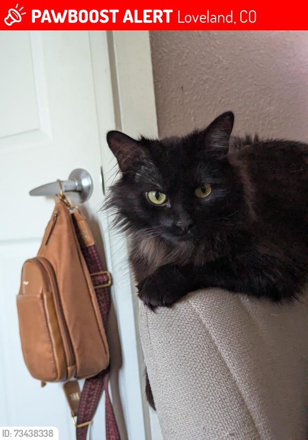 Lost Female Cat last seen Near e 23rd St Loveland CO 80538, Loveland, CO 80538