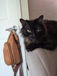 Lost Female Cat last seen Near e 23rd St Loveland CO 80538, Loveland, CO 80538