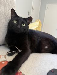 Lost Male Cat last seen briley pkwy a gas station, Nashville, TN 37217