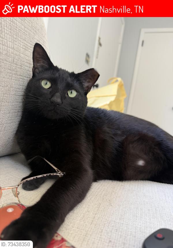 Lost Male Cat last seen briley pkwy a gas station, Nashville, TN 37217
