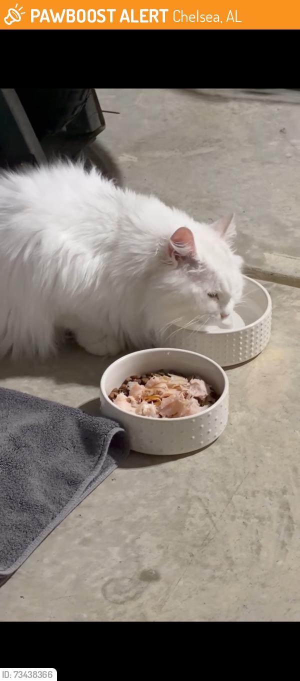 Found/Stray Unknown Cat last seen Old hwy 280 and oak tree blvd, Chelsea, AL 35043
