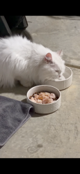 Found/Stray Unknown Cat last seen Old hwy 280 and oak tree blvd, Chelsea, AL 35043