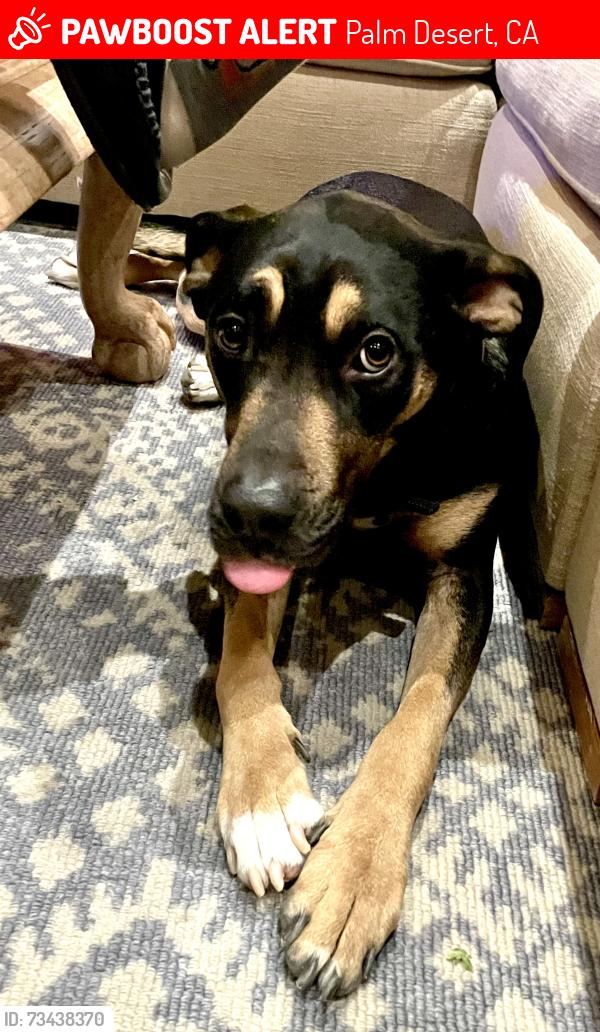 Lost Female Dog last seen Frank Sinatra and Portola, Palm Desert, CA 92211