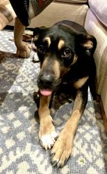 Lost Female Dog last seen Frank Sinatra and Portola, Palm Desert, CA 92211