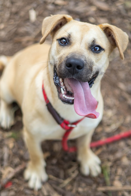 Shelter Stray Female Dog last seen Near N Royal Atlanta Dr, Tucker, GA 30084, 30084, GA, 3280 Chamblee Dunwoody Rd, Chamblee, GA 30341, USA