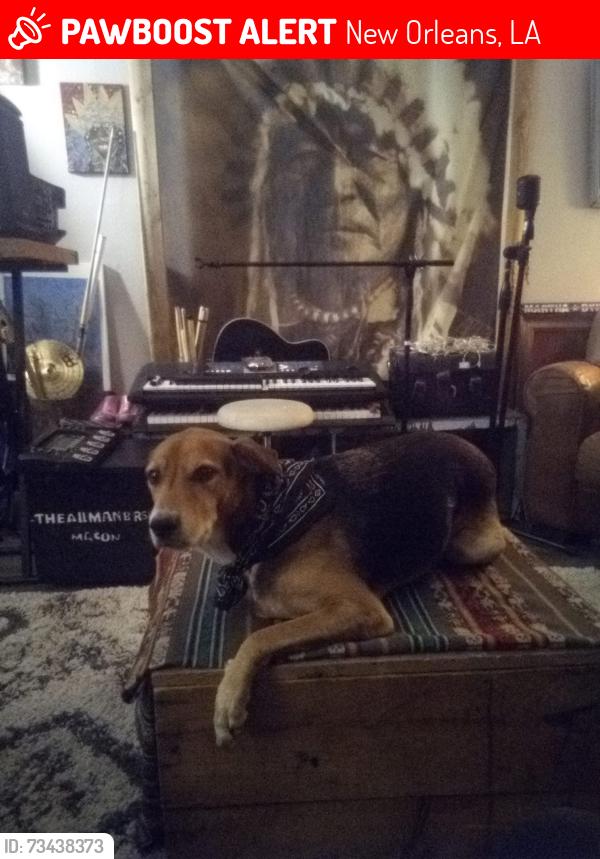 Lost Male Dog last seen Marais and at St bernard, New Orleans, LA 70117