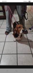 Reunited Female Dog last seen upper tampa bay trail, Tampa, FL 33635