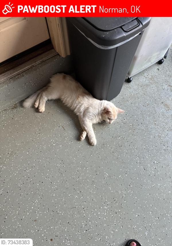Lost Male Cat last seen Hollywood Corners, Norman, OK 73069