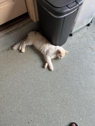 Lost Male Cat last seen Hollywood Corners, Norman, OK 73069