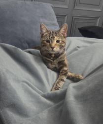 Lost Female Cat last seen Snapdragon close, Gloucestershire, England GL20 7FF