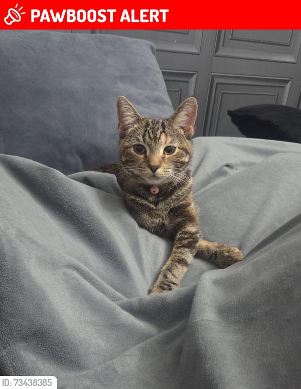 Lost Female Cat last seen Snapdragon close, Gloucestershire, England GL20 7FF