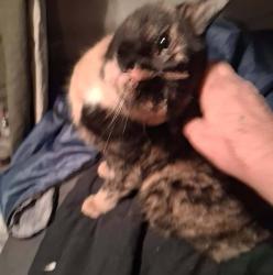 Reunited Female Cat last seen Near Hillsborough ave, Mango, FL 33584