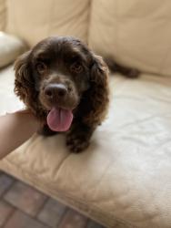 Lost Male Dog last seen Near nw 16 st pwmbroke pines, Pembroke Pines, FL 33024
