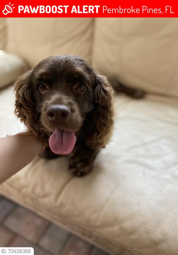 Lost Male Dog last seen Near nw 16 st pwmbroke pines, Pembroke Pines, FL 33024