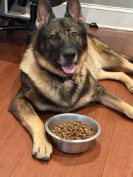 Reunited Male Dog last seen By Starbucks on Main Street, Bridgeport, CT 06609