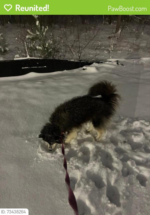 Reunited Female Dog last seen John Adam’s middle school, Rochester, MN 55901