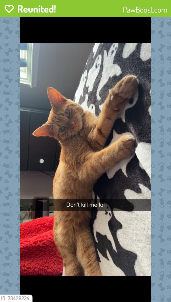 Reunited Female Cat last seen Emilie and irwin, Green Bay, WI 54301
