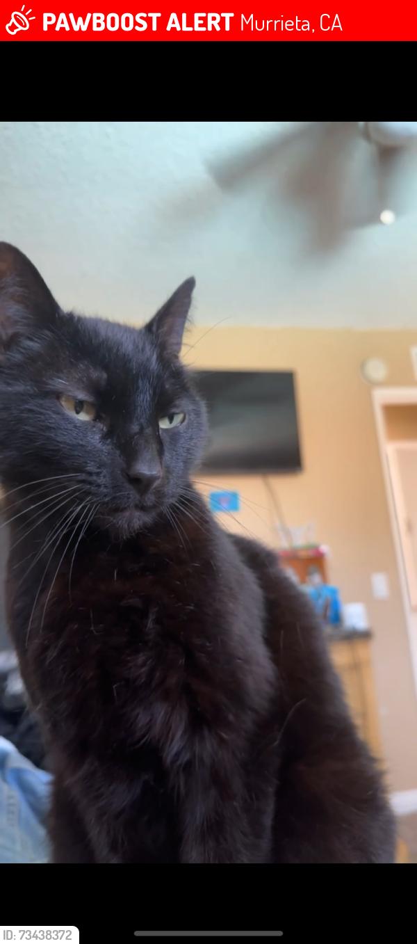 Lost Male Cat last seen Corte Delgado, Murrieta, CA 92562