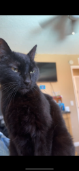 Lost Male Cat last seen Corte Delgado, Murrieta, CA 92562