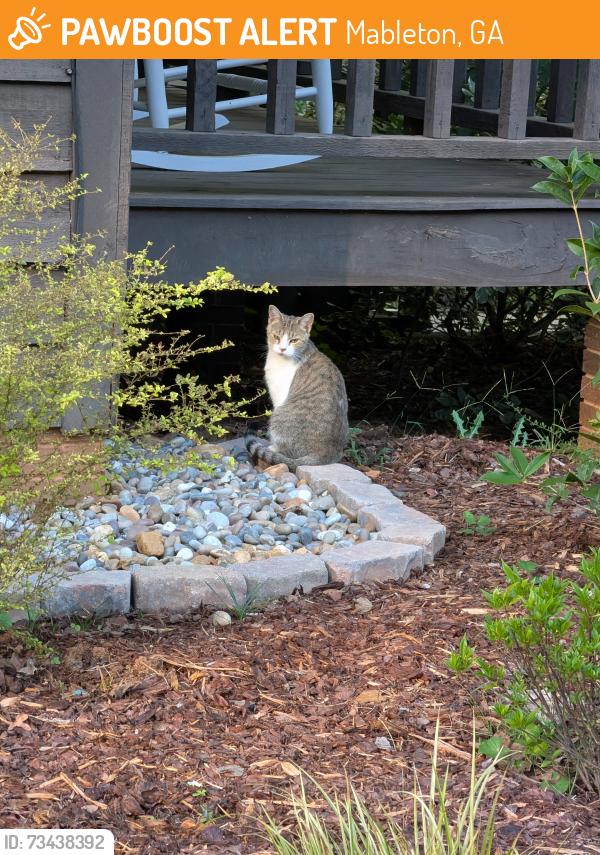 Found/Stray Unknown Cat last seen South Cobb High, Mableton, GA 30126