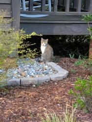 Found/Stray Unknown Cat last seen South Cobb High, Mableton, GA 30126