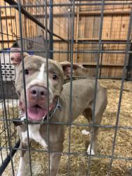 Found/Stray Female Dog last seen Hiddenite, NC, Hiddenite, NC 28636
