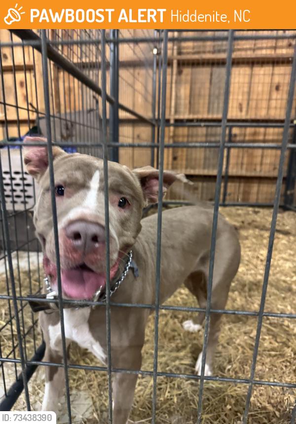 Found/Stray Female Dog last seen Hiddenite, NC, Hiddenite, NC 28636