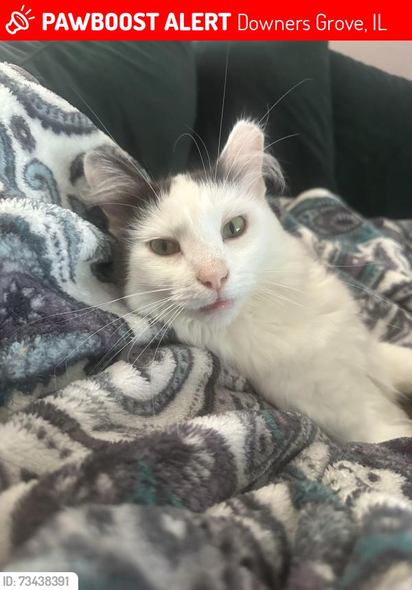 Lost Male Cat last seen Canterbury place and ashbury st, Downers Grove, IL 60516