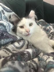 Lost Male Cat last seen Canterbury place and ashbury st, Downers Grove, IL 60516