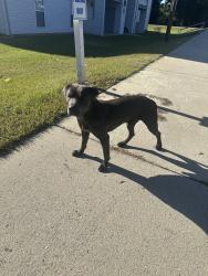 Found/Stray Male Dog last seen Ellerbe NC 28338, Ellerbe, NC 28338