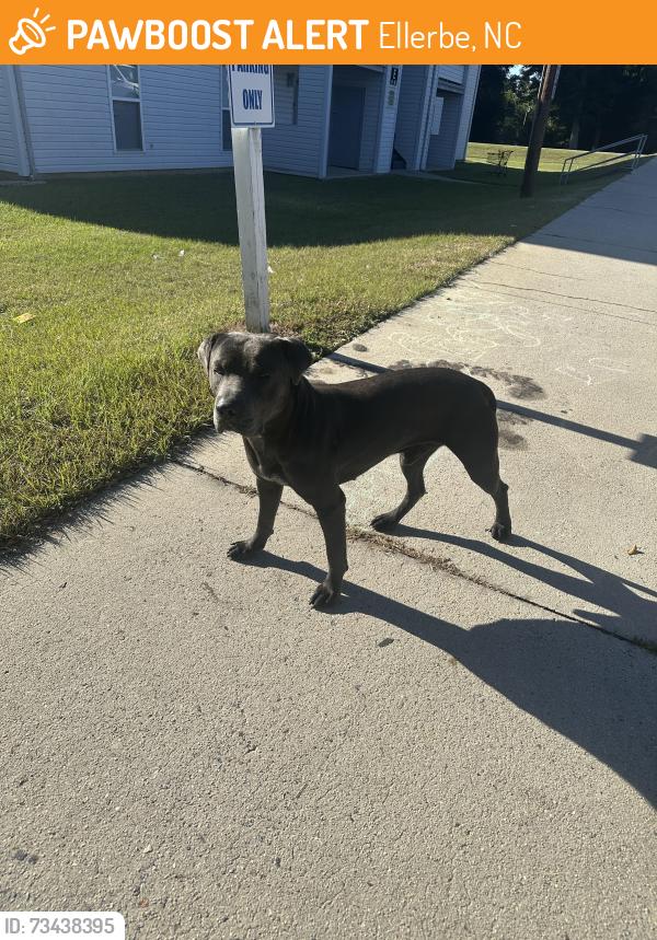 Found/Stray Male Dog last seen Ellerbe NC 28338, Ellerbe, NC 28338