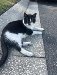 Found/Stray Unknown Cat last seen Eastbrook elementary school, Winter Park, FL 32792